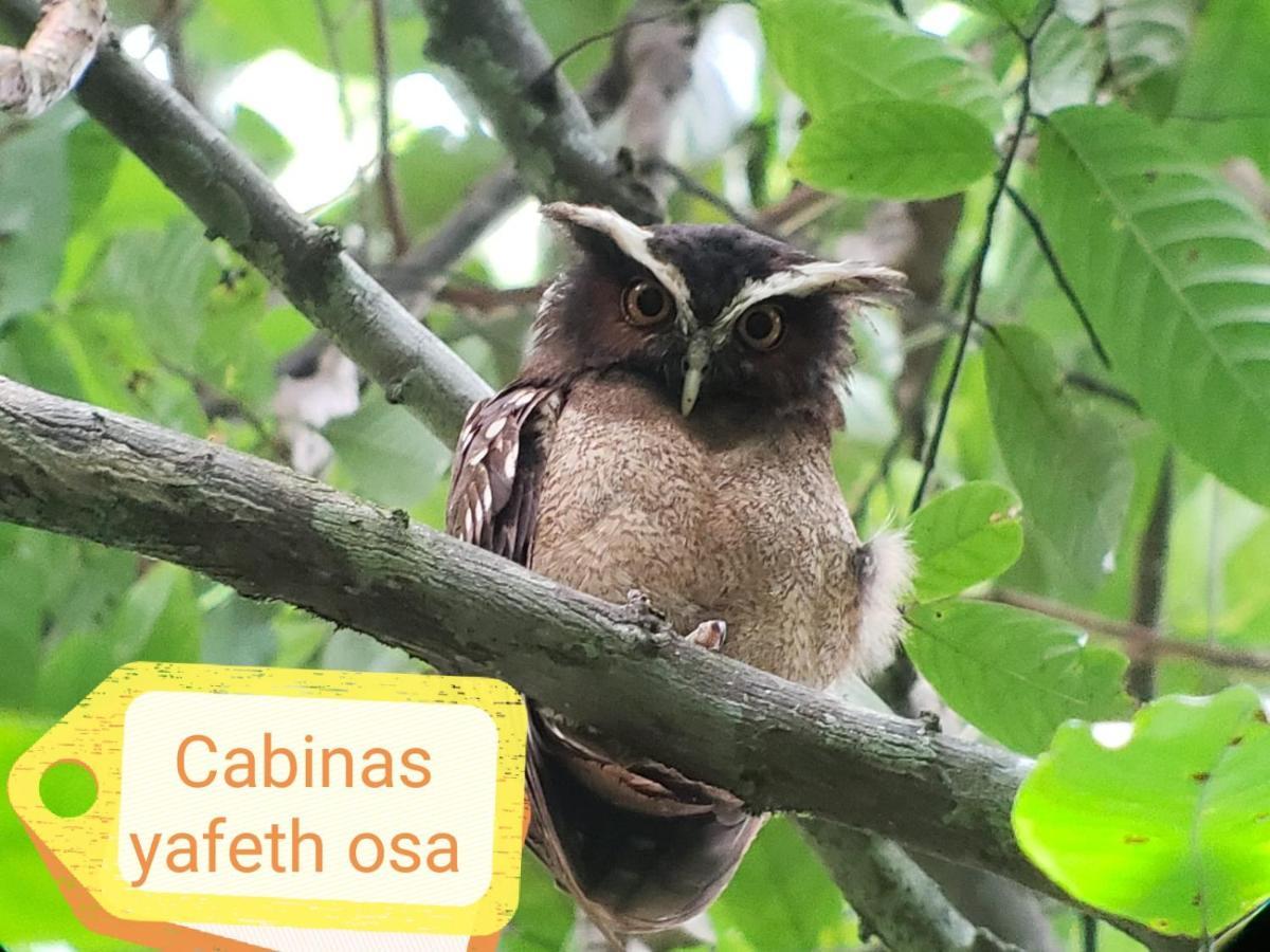 Cabins Yafeth Osa Drakes Bay المظهر الخارجي الصورة