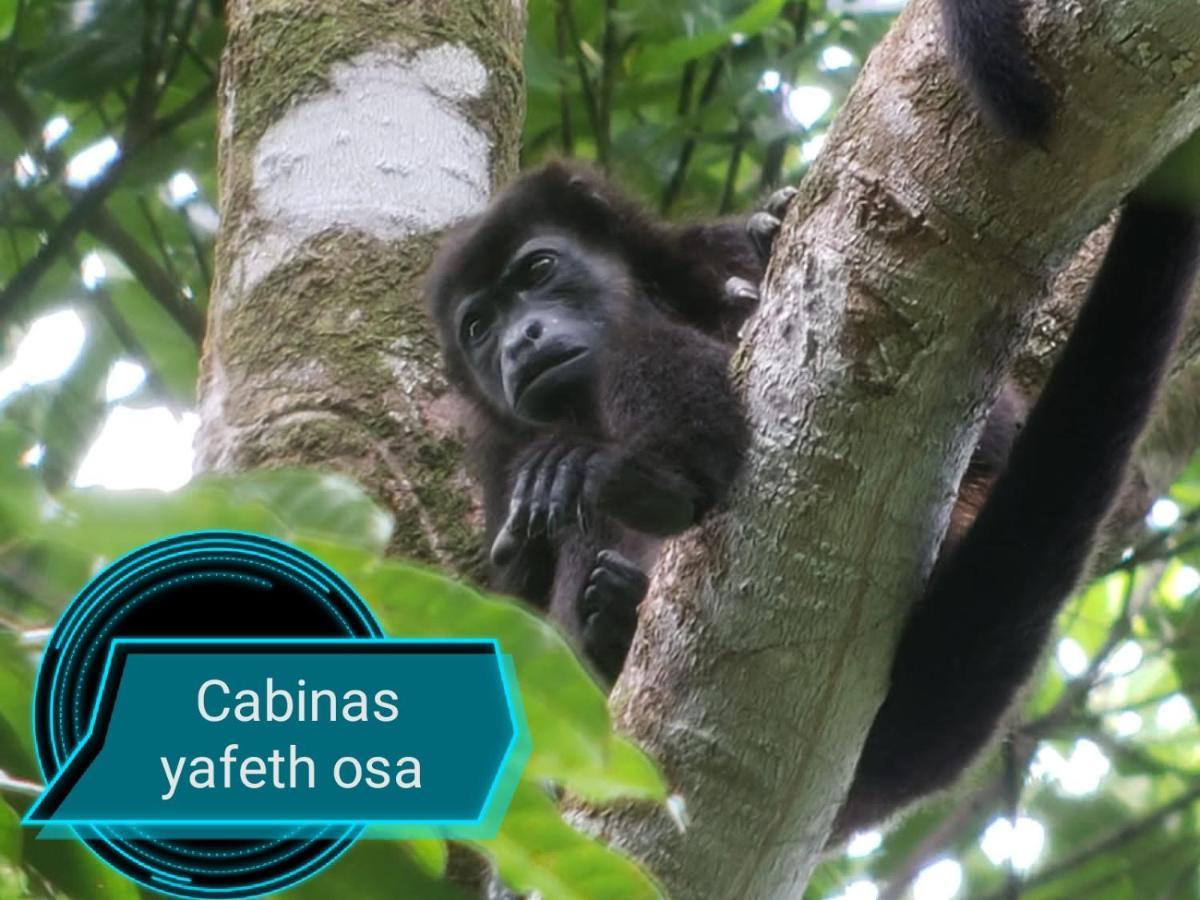 Cabins Yafeth Osa Drakes Bay المظهر الخارجي الصورة