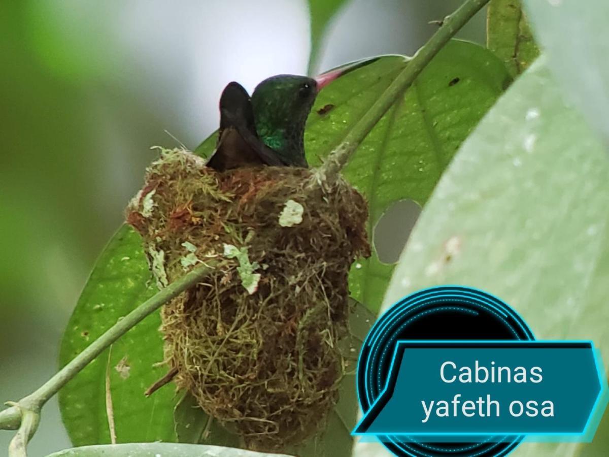 Cabins Yafeth Osa Drakes Bay المظهر الخارجي الصورة